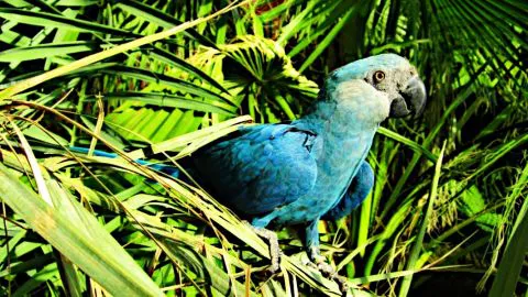 Guacamayo que inspiró película Río es declarado extinto de su hábitat natural
