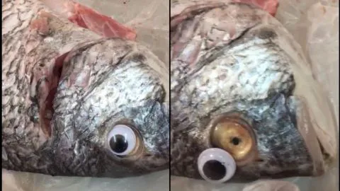 ¿Productos más frescos? Cierran pescadería por usar ojos de plástico en pescados