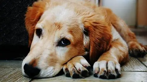 Veterinarios revelan triste verdad sobre lo que sienten las mascotas antes de morir