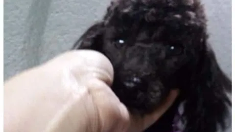 ¡Mujer denuncia robo de su perrita desde la puerta de su casa en Hualpén!