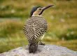 Lanzan en Concepción el primer Atlas de Aves Nidificantes de Chile