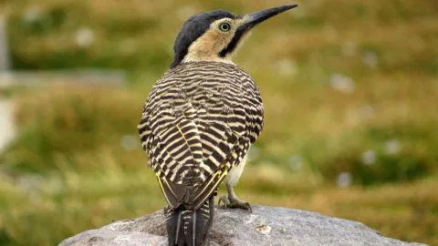 Lanzan en Concepción el primer Atlas de Aves Nidificantes de Chile