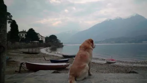 Amigos Caninos, la primera serie sobre perros de Netflix