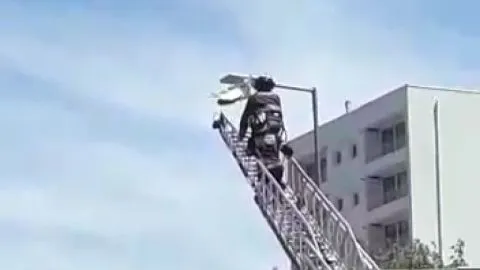 Aplaudida acción de bomberos que liberó a gaviota atrapada en poste de luz