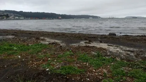 Grave derrame de petróleo en Caleta El Morro denuncian artesanales de Talcahuano