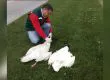 Preocupación en Talcahuano por hallazgo de cisnes de cuello negro muertos