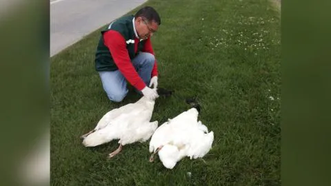 Preocupación en Talcahuano por hallazgo de cisnes de cuello negro muertos