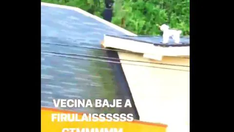 Risa de penquista y bajen a Firulais: el viral que todo Chile está viendo