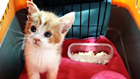 Cruel caso de maltrato animal: Miles de personas exigen #JusticiaParaEma