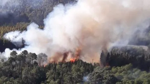 Incendio Forestal consume bosque cercano a la ruta Itata en Penco