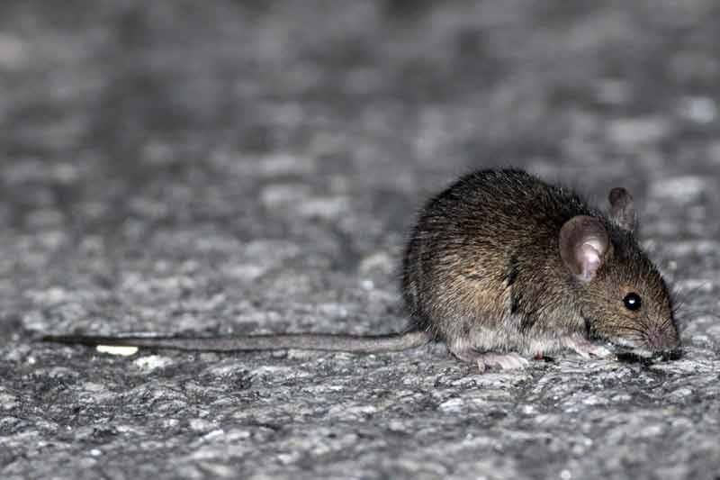 ¡Súper lajino! Se contagió de hanta y ni síntomas tuvo