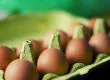 Organización animalista asegura que las feministas no deberían comer huevos