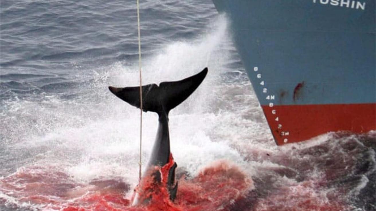 Japón anuncia que reanudará la caza de ballenas