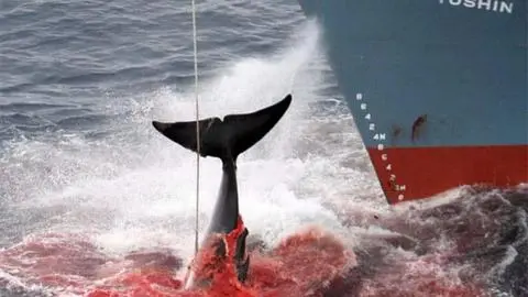 Japón anuncia que reanudará la caza de ballenas