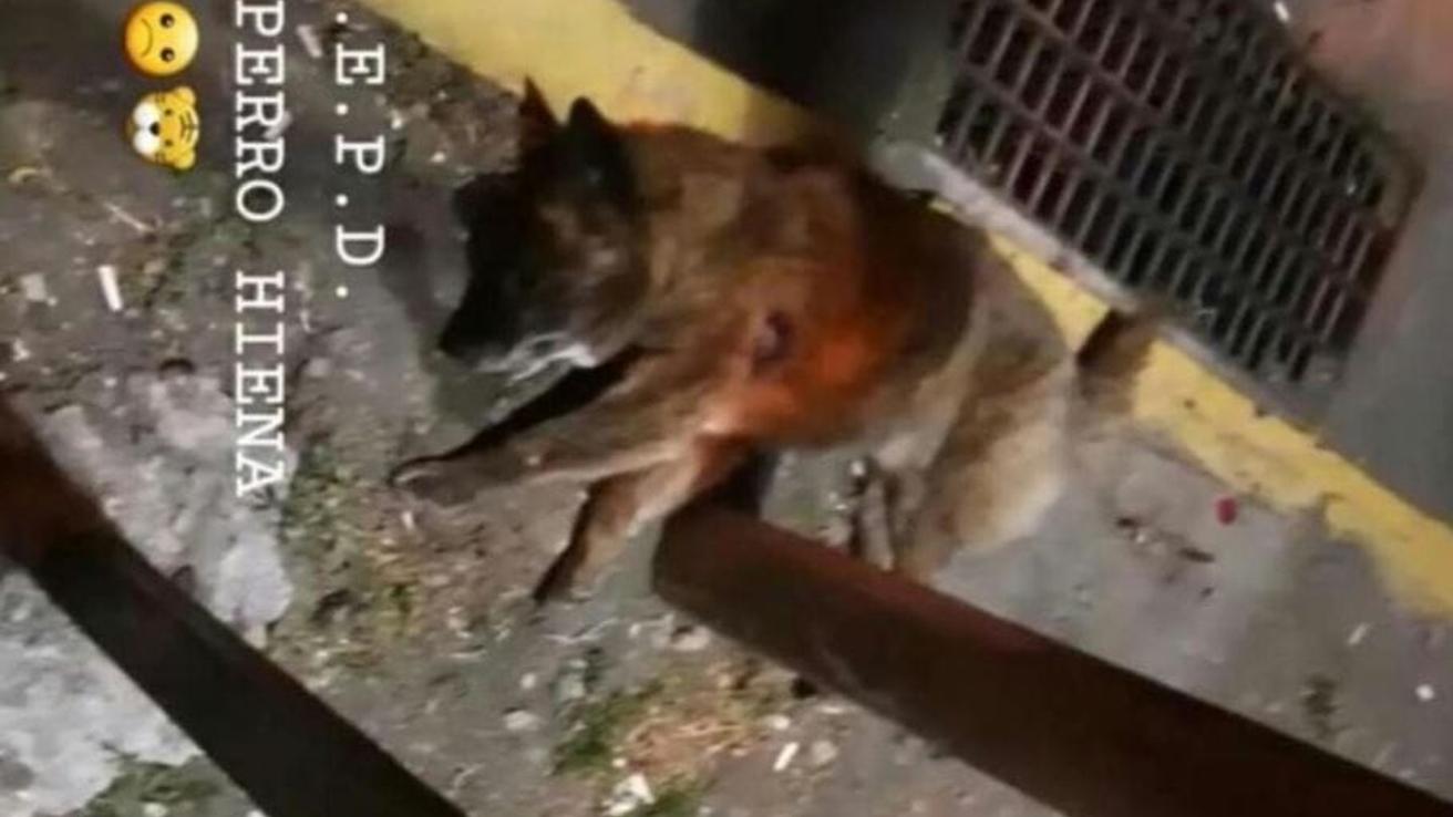 Horrible maltrato animal golpea a USS Concepción: matan a conocido perro hiena