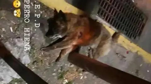 Horrible maltrato animal golpea a USS Concepción: matan a conocido perro hiena