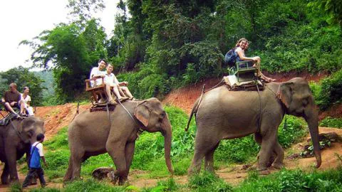 Turismo pone en peligro al elefante salvaje en Tailandia