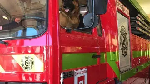 La historia de Thiago: El perro que volvió a agradecer a Bomberos de Concepción