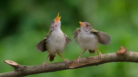 Animalistas en pie de guerra contra frases como “matar dos pájaros de un tiro”