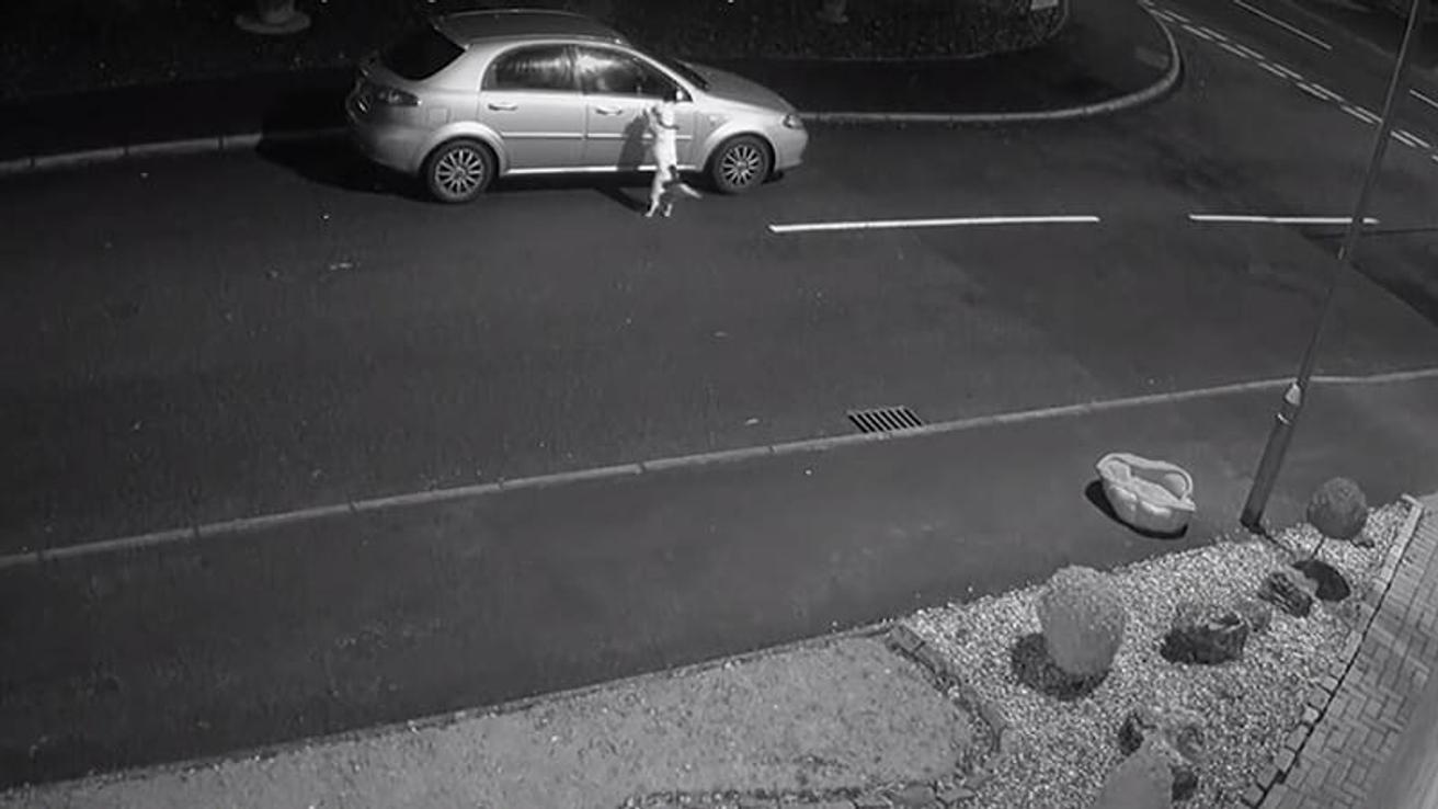 VIDEO | Perrito es abandonado y piensa que sus “dueños” están jugando