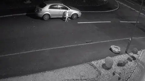 VIDEO | Perrito es abandonado y piensa que sus “dueños” están jugando
