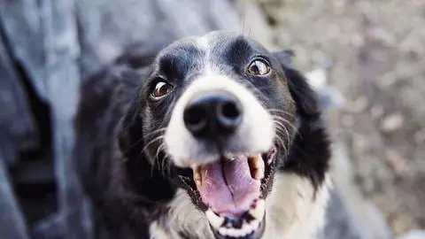 Concepción realiza un llamado a la adopción responsable de mascotas