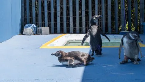 Hoy liberan en Talcahuano a Pingüino Magallánico que fue curado de graves lesiones