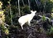 Pudú albino genera máxima ternura en redes sociales: Piden cuidar su hábitat
