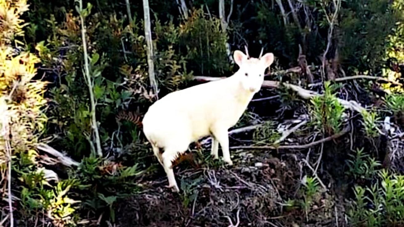 Pudú albino genera máxima ternura en redes sociales: Piden cuidar su hábitat
