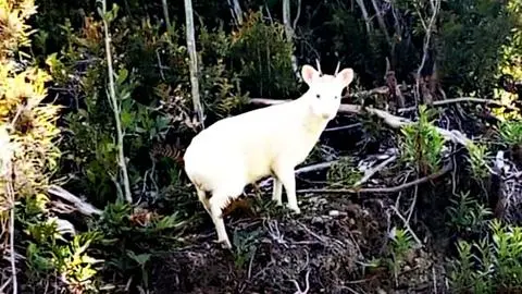 Pudú albino genera máxima ternura en redes sociales: Piden cuidar su hábitat