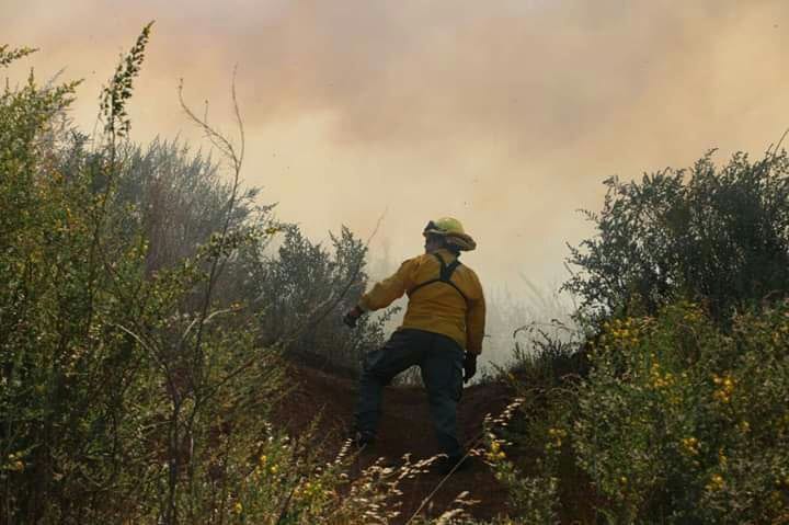 Combaten incendio forestal que afecta a cerro Macera en Talcahuano