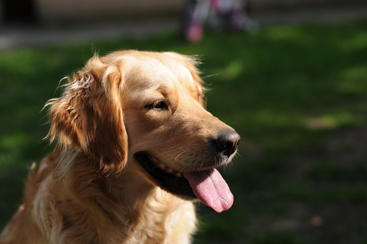 Investigan matanza de perros en Concepción
