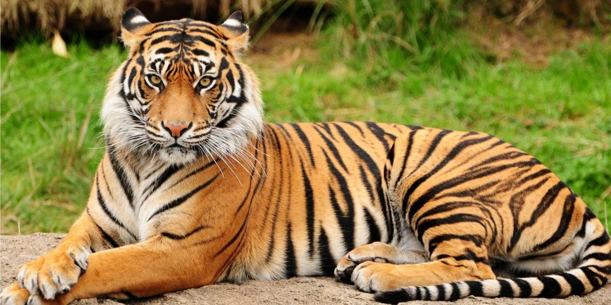 ¿El fin de los tigres? los felinos tienen sus días contados
