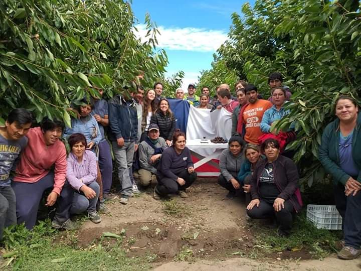 La cereza más grande del mundo está en Chile Chico