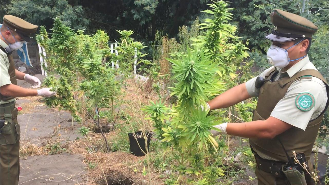 Operación Paraíso: Narcos cultivaban droga en casa abandonada camino a Santa Juana
