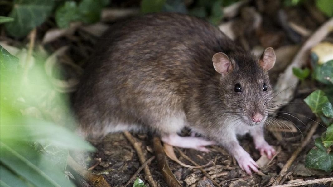Detectan primer caso de Hantavirus del año en el Biobío: Paciente está con ventilación mecánica