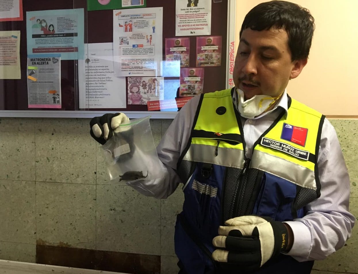 Coronel: Eliminarán 300 murciélagos hallados sobre maternidad del Hospital