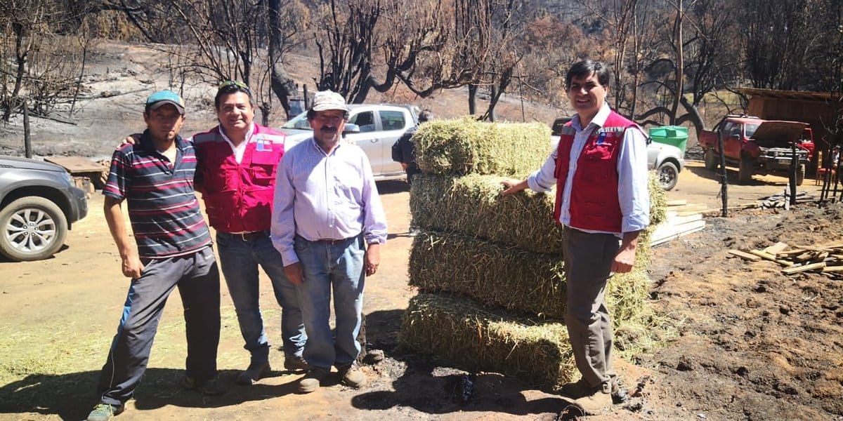 Agricultores de Nacimiento afectados por incendios reciben ayuda para sus animales