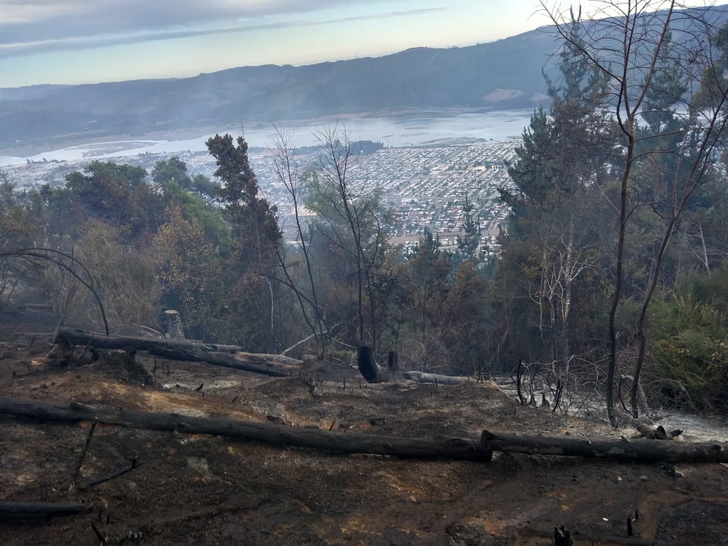Controlan incendio en Chiguayante del que presumen intencionalidad
