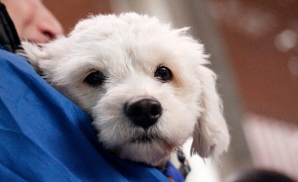 ¿Inscribiste a tu mascota? Este martes comienzan a aplicarse multas por Ley Cholito