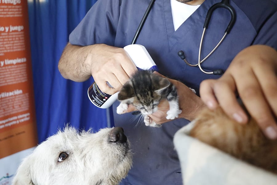 Municipalidad de Hualpén realiza operativo de esterilización de mascotas en Caleta Lenga