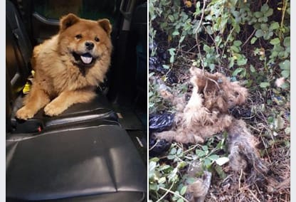 Inician acción legal para encontrar a desalmados que mutilaron a un perro en Talcahuano
