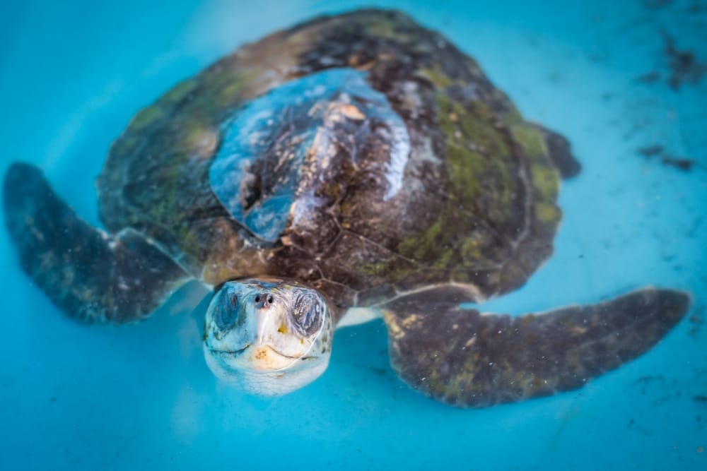 Liberan con éxito a tortuga que se recuperó de los daños en su caparazón