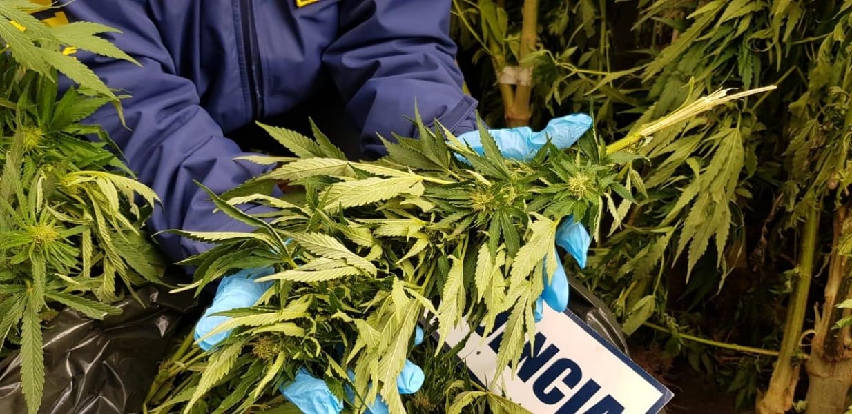 PDI de Los Ángeles decomisa 41 kilos de marihuana cultivada en la ribera del río Biobío
