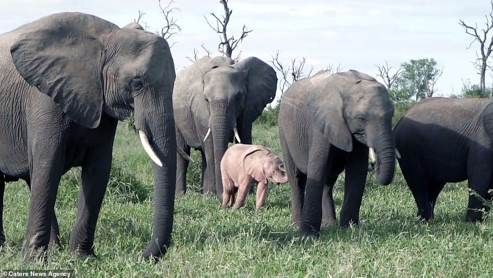 Descubren raro elefante rosado en Sudáfrica