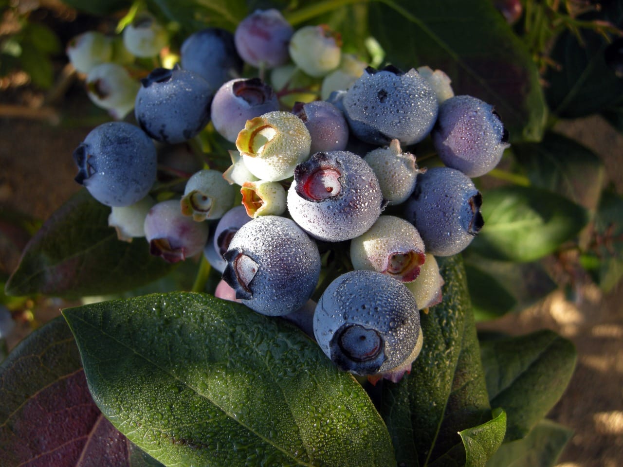 La fruta estrella de la Región del Biobío: creció 101% en el mercado agropecuario