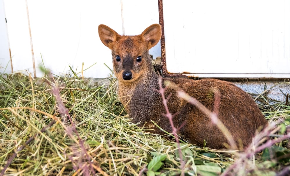 Liberan a pudú rehabilitado en Concepción tras ataque de perros