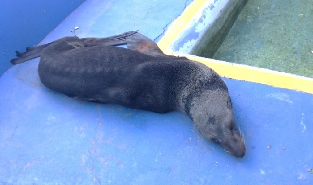 Denuncian grave maltrato a lobo marino fino austral