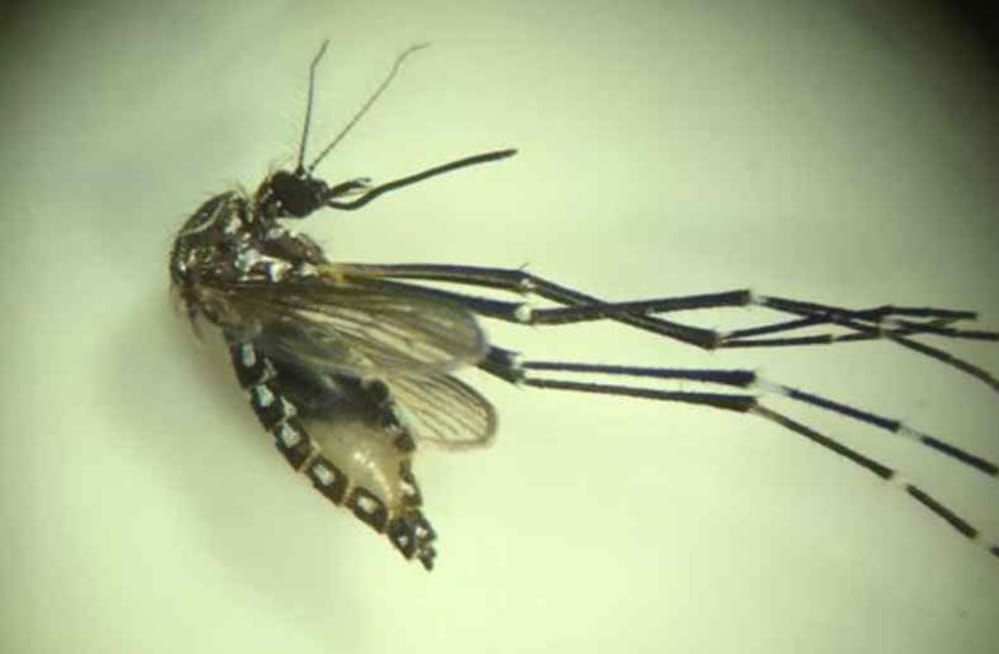 Alerta de salud nacional por hallazgo de mosquito que transmite fiebre amarilla, zika y dengue
