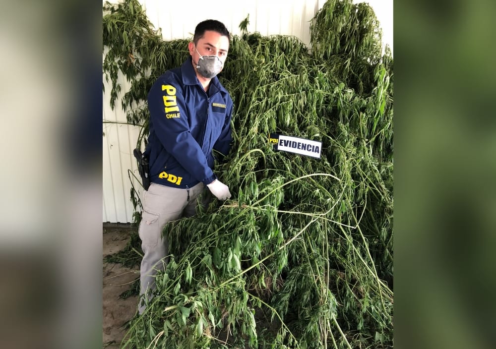PDI decomisa 116 plantas de Cannabis sativa en Cabrero